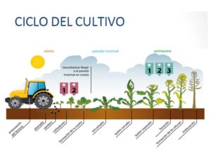 Ciclo colza