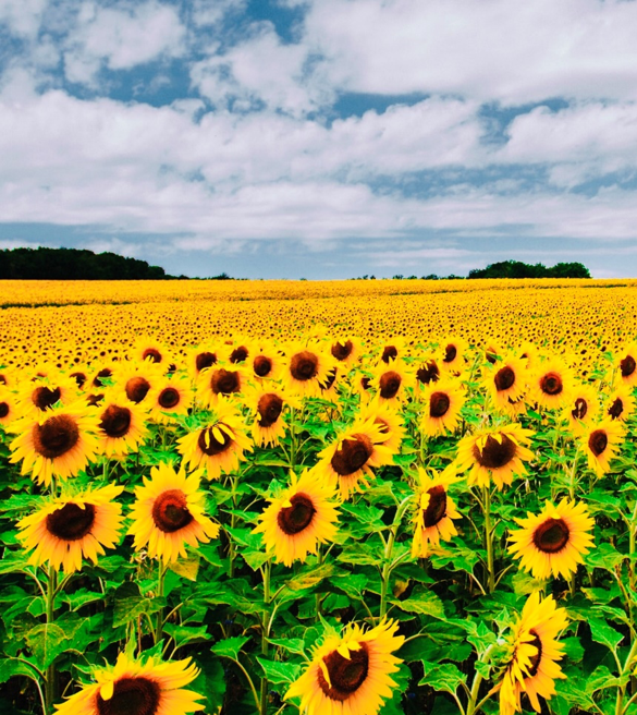 Todo sobre el cultivo del girasol - SILOS del Cinca