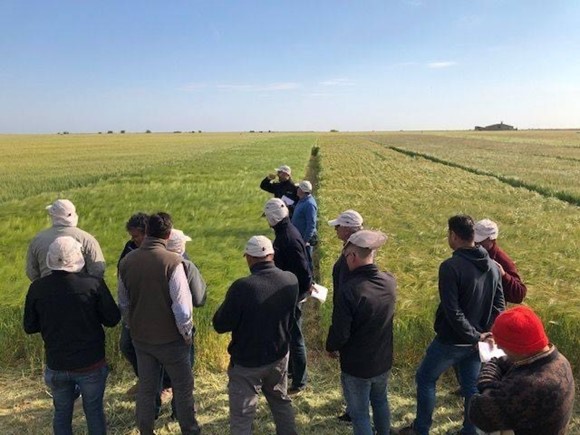 campo de demostración de variedades de cereal de invierno