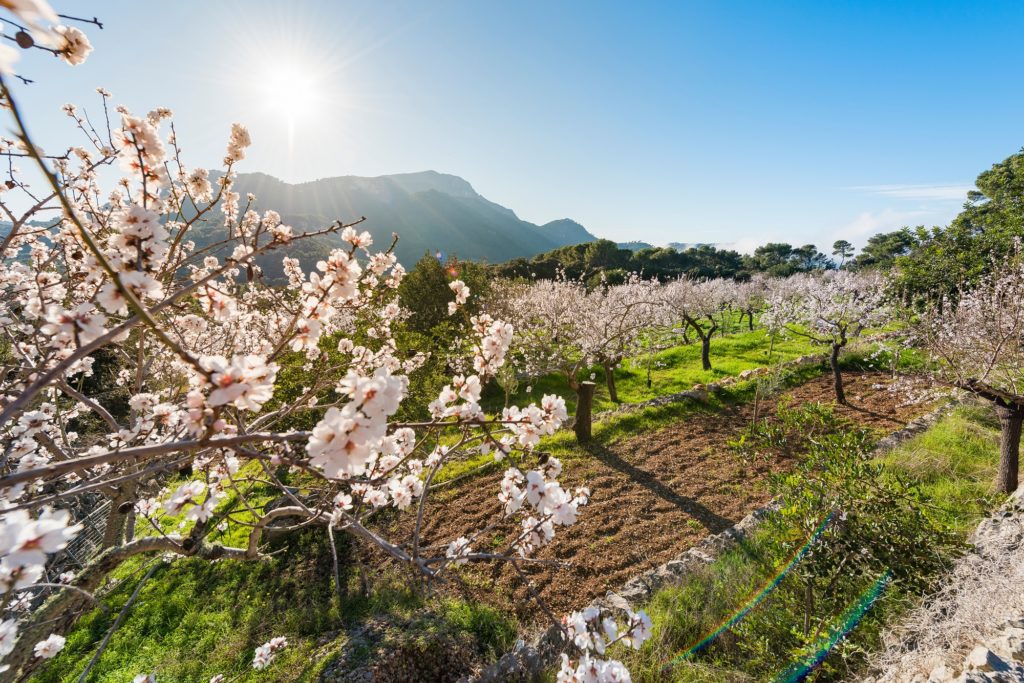 campo de almendros