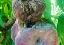fungicida frutal ¿Cómo controlar el Rhizopus y la Monilinia?