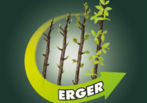 Artículo sobre las ventajas de Erger y Activ Erge