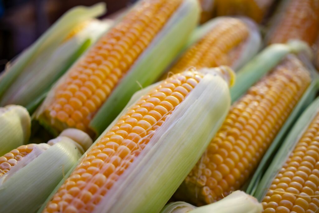 Los ciclos de madurez del maíz: el sistema FAO