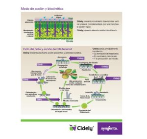 cidely