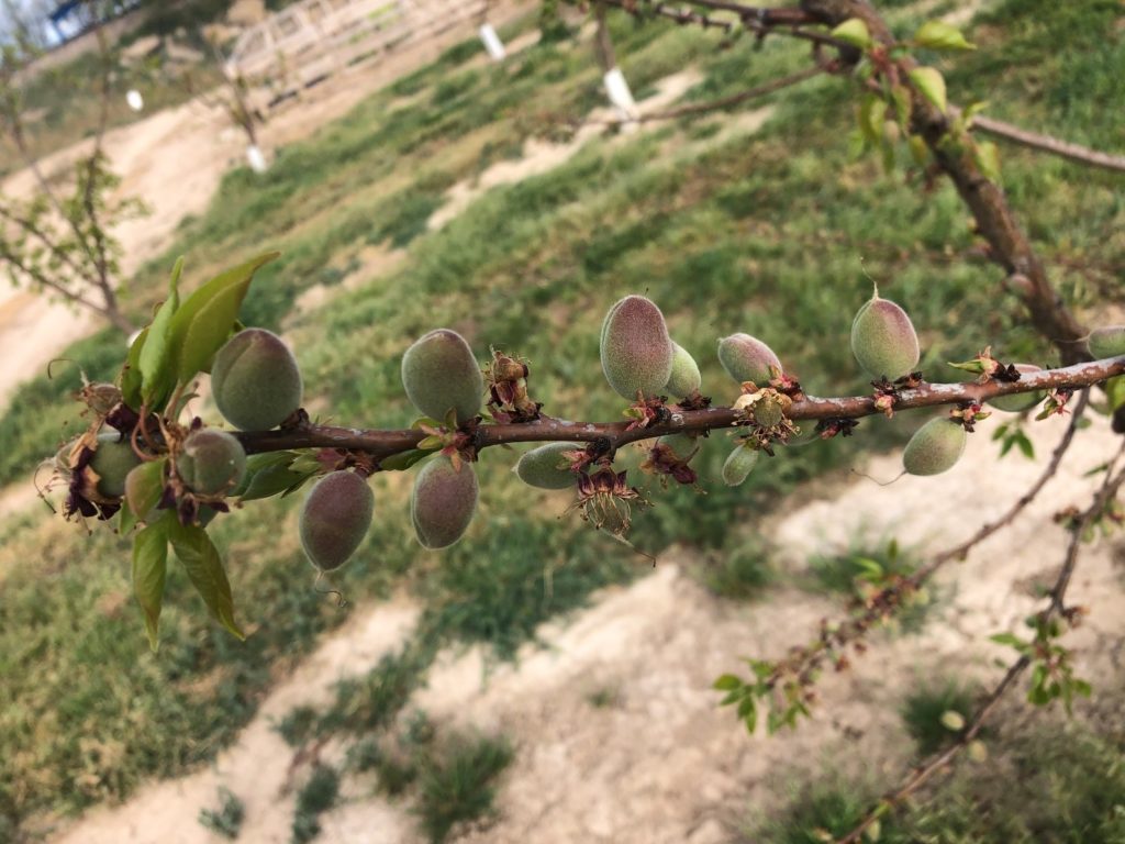 cuajado en los frutales 2