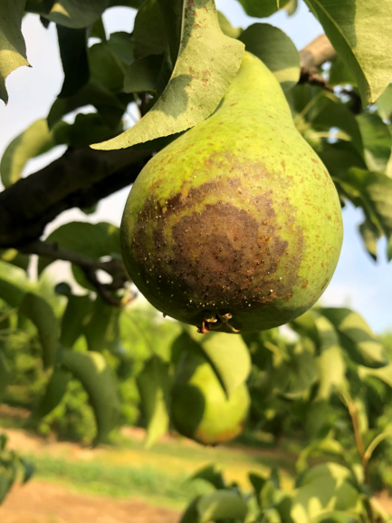 Tipos de enfermedades bacterianas en frutales de pepita - Silos del Cinca