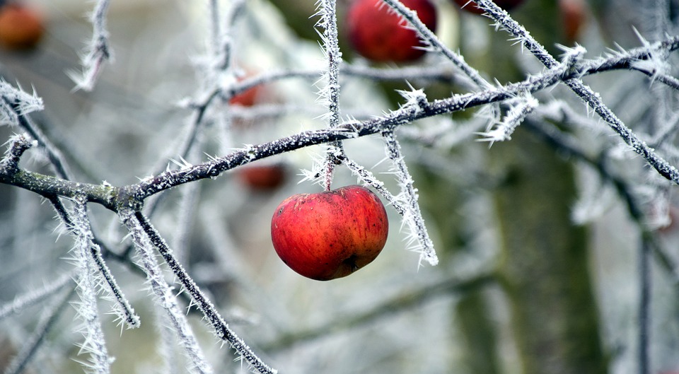 enfermedades-invierno-frutal