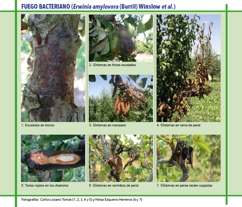 Tipos de enfermedades bacterianas en frutales de pepita - Silos del Cinca
