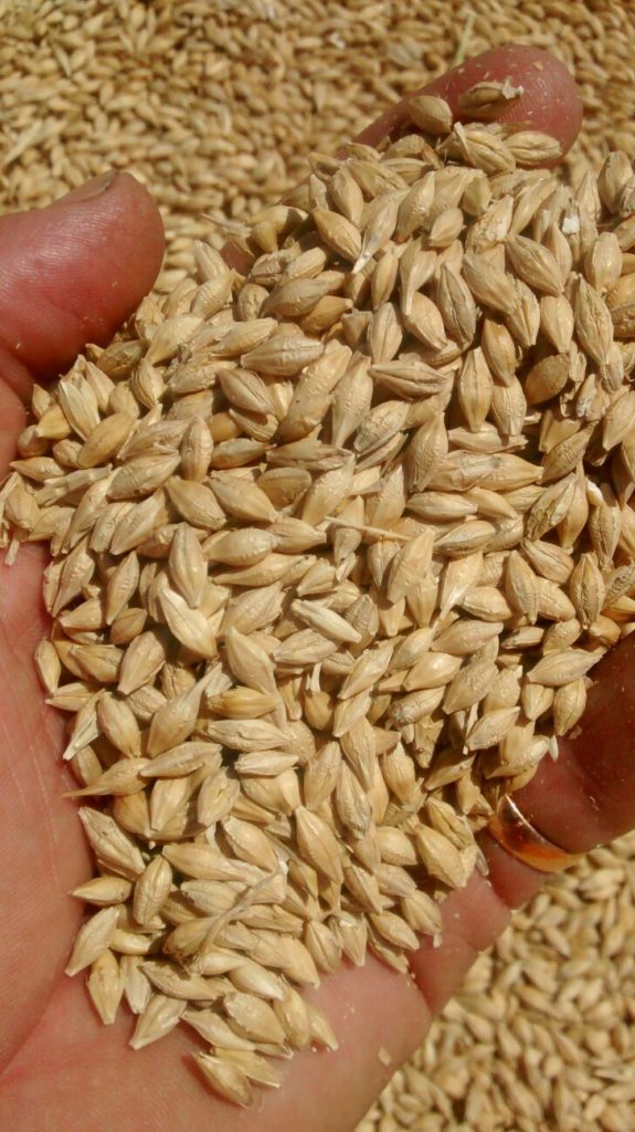 plagas del grano almacenado